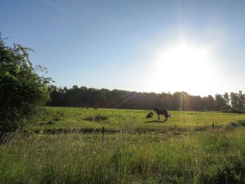 Scenic view of grassy field against sky