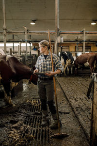 Female farmer with tablet pc and shovel standing by cattle at dairy farm