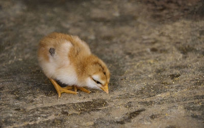 Close-up of a bird