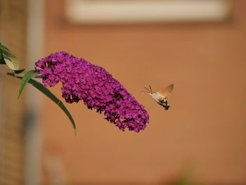 Bird flying by magenta flowers 