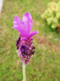 Close-up of purple thistle blooming outdoors