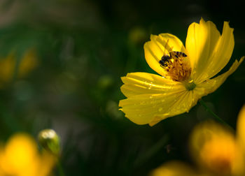 Close-up of bee on wet yellow cosmos flower outdoors