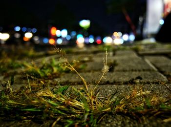 Close-up of grass at night