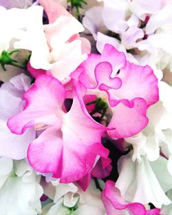 Close-up of pink roses