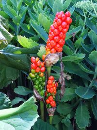 Close-up of fruit growing on tree