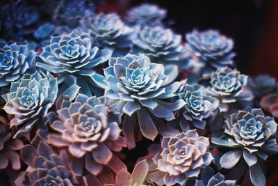 Close-up of succulent plant
