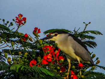 Close-up of bird perching on red flower