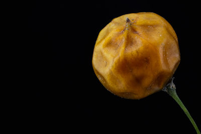 Close-up of apple against black background
