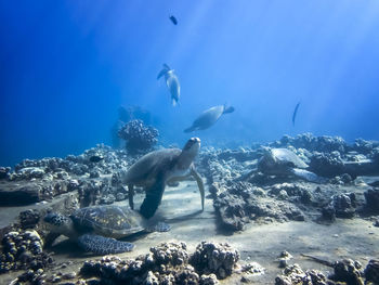 Flock of fish swimming in sea