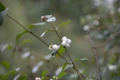 Close-up of white flowering plant