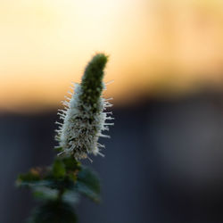 Close-up of plant