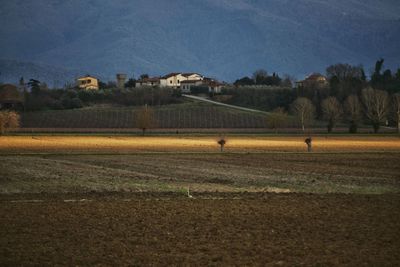 Scenic view of agricultural field