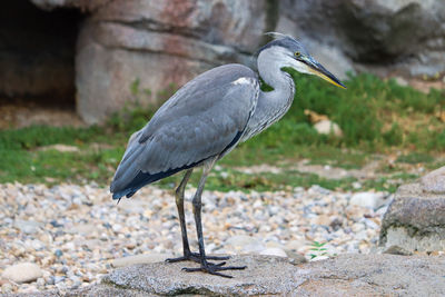 bird