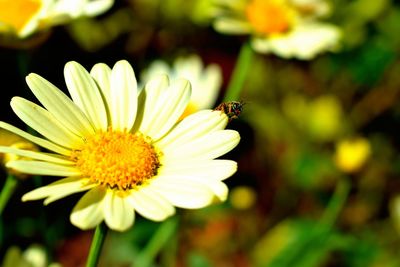 Close-up of insect on yellow flower