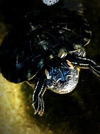 Close-up of turtle swimming in water