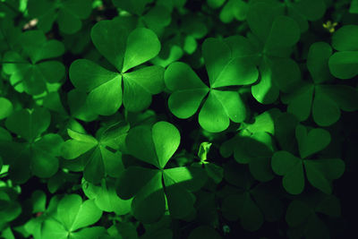 Full frame shot of green leaves