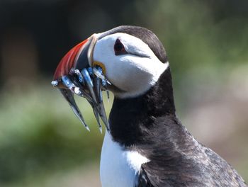 Close-up of a bird looking away