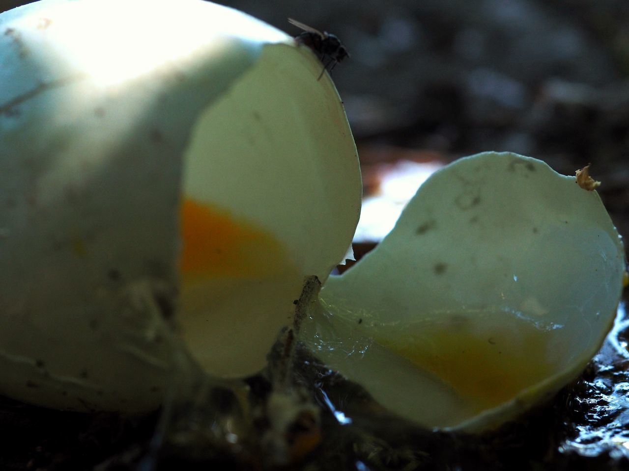 CLOSE-UP OF LEMON