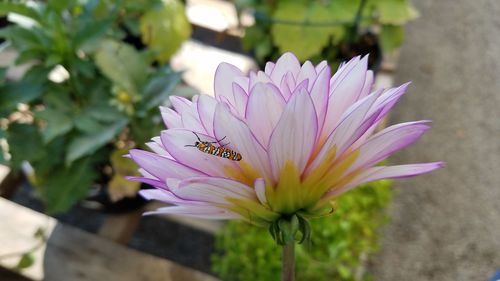 Close-up of bee on pink flower