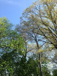 Low angle view of trees against sky