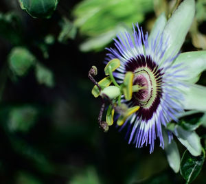 Close-up of purple flowers blooming