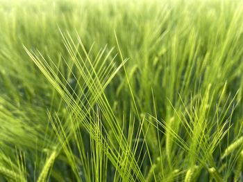 Close-up of wheat growing on field