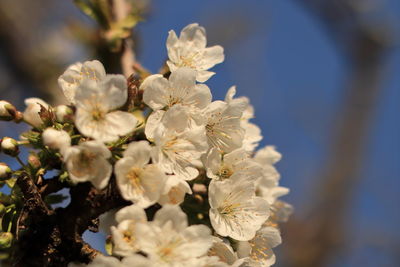 Close-up of white cherry blossom tree