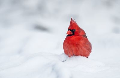 Close-up of cardinal on snow