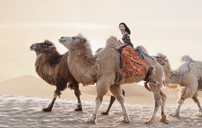 Portrait of young woman riding on camel at desert against sky