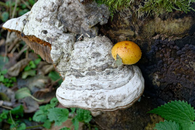 Close-up of mushrooms on tree trunk