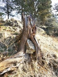 Dead tree on field in forest