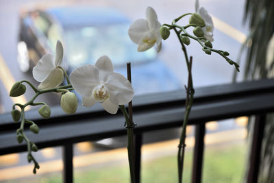 Close-up of white flowers blooming against sky
