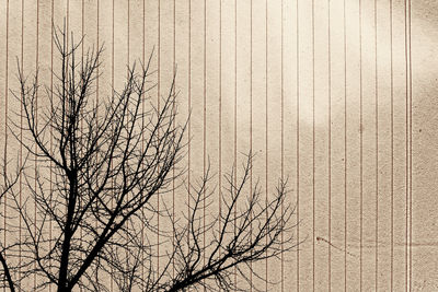 Low angle view of bare tree against sky