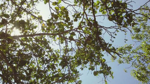 Low angle view of tree against sky