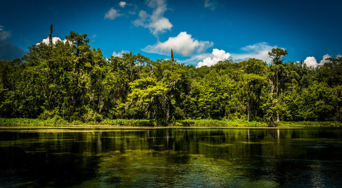 Scenic view of lake by trees in forest against sky