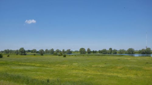 Scenic view of field against clear sky