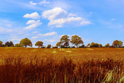 Beautiful panorama view on a golden autumn landscape in the middle of october