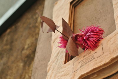 Close-up of red flowers