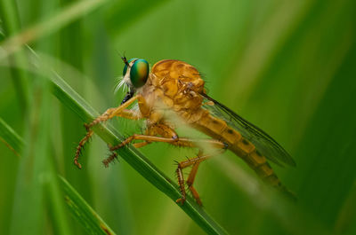 Close-up of insect on plant