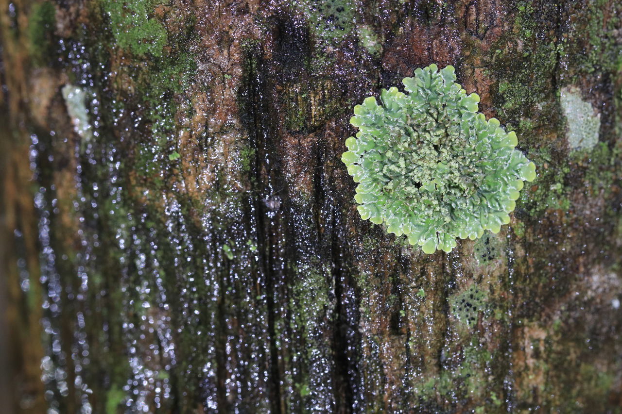 Green moss on tree