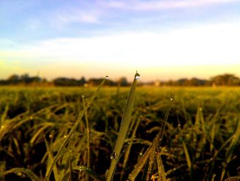 Close-up of wet wheat field against sky