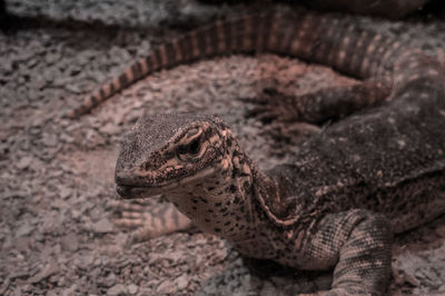 Close-up of lizard on land