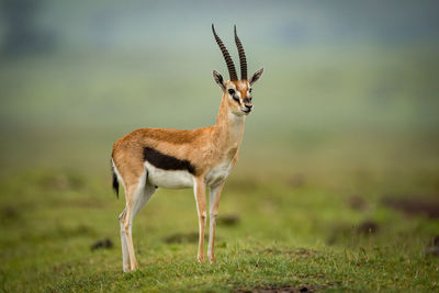 Gazelle standing on field