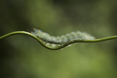 Close-up of grasshopper on twig