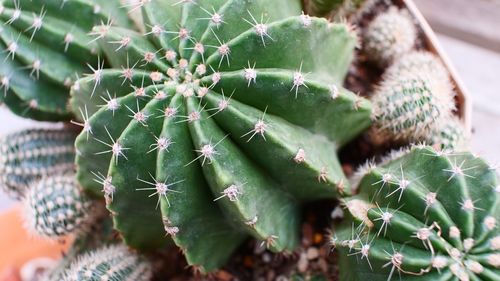 Close-up of cactus plant