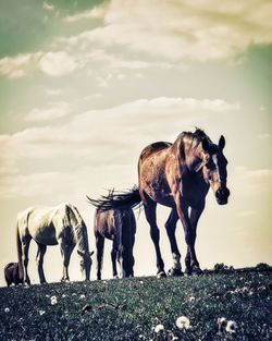 Horses walking  in a field