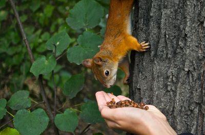 Cropped hand of person feeding squirrel
