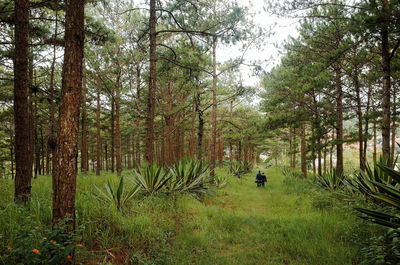 Rear view of man walking in forest
