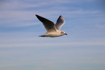 Low angle view of seagull flying