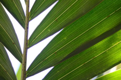 Close-up of palm tree leaves